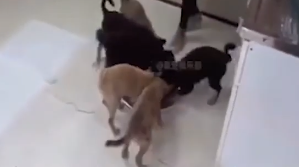 Chó mẹ bị thương ở chân, chạy hàng chục km xin đồ ăn cho đàn con