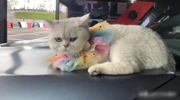 Chú boss nhận 50 triệu/buổi nhờ làm mẫu: chủ nồi không rồi đếm tiền