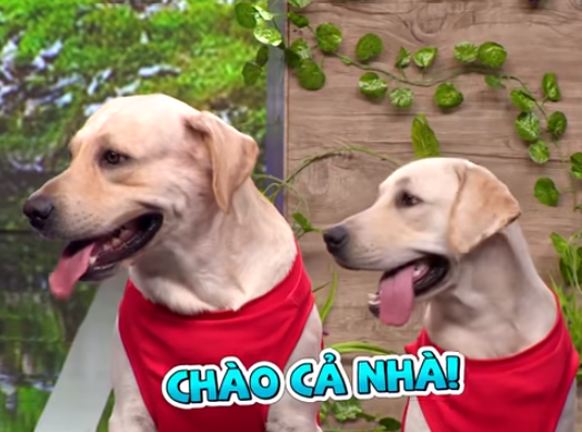Củ Cải - chú chó biết làm toán, phân biệt được cả giới tính nghệ sĩ