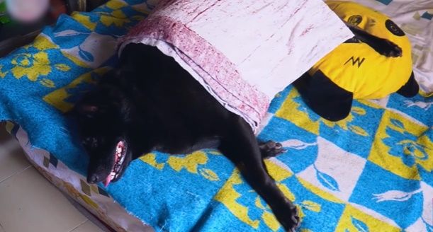 Chú chó cỏ ú nu ú nần được chủ cưng hơn con ruột, ngủ chăn ấm nệm êm