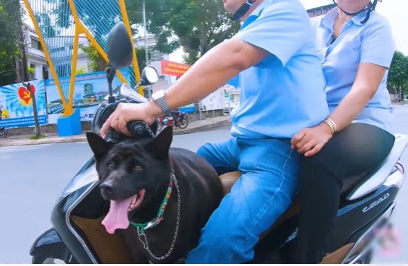 Chú chó cỏ ú nu ú nần được chủ cưng hơn con ruột, ngủ chăn ấm nệm êm