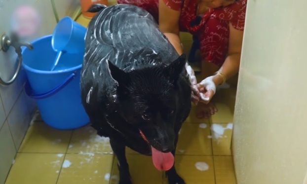 Chú chó cỏ ú nu ú nần được chủ cưng hơn con ruột, ngủ chăn ấm nệm êm