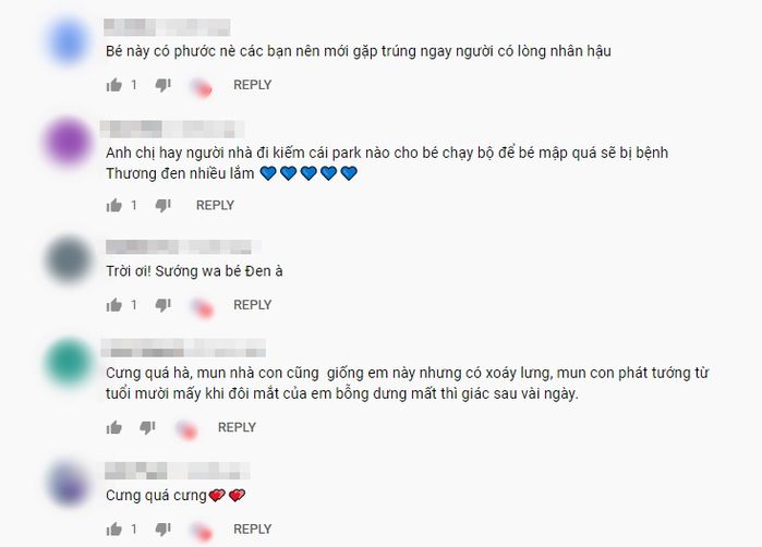 Chú chó cỏ ú nu ú nần được chủ cưng hơn con ruột, ngủ chăn ấm nệm êm