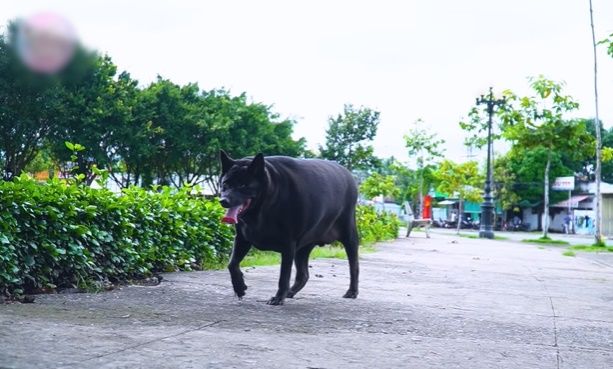 Chú chó cỏ ú nu ú nần được chủ cưng hơn con ruột, ngủ chăn ấm nệm êm