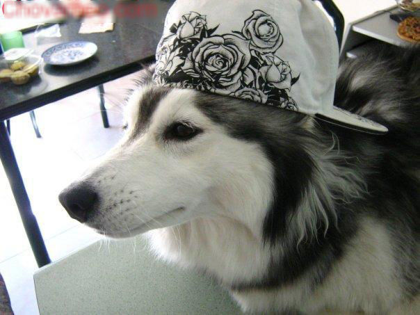 Chú chó Husky được mèo nuôi lớn: Mình là mèo, các bạn kệ mình!