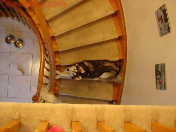 Chú chó Husky được mèo nuôi lớn: Mình là mèo, các bạn kệ mình! 