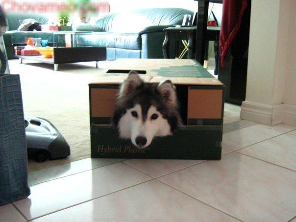 Chú chó Husky được mèo nuôi lớn: Mình là mèo, các bạn kệ mình!
