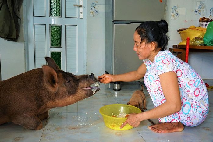 Chú heo “sướng nhất” miền Tây: Thích ăn chè đậu, khuya được cho bú sữa