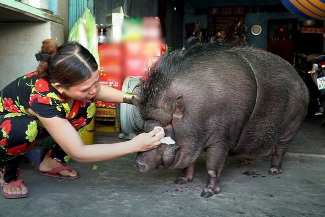 Chú heo “sướng nhất” miền Tây: Thích ăn chè đậu, khuya được cho bú sữa