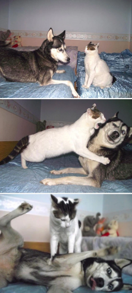 Chú husky chầu chực bên ông Thần Tài vì miếng thịt: Cho con miếng đi