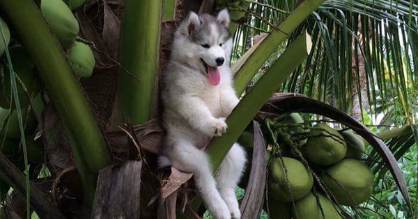 Chú husky chầu chực bên ông Thần Tài vì miếng thịt: Cho con miếng đi
