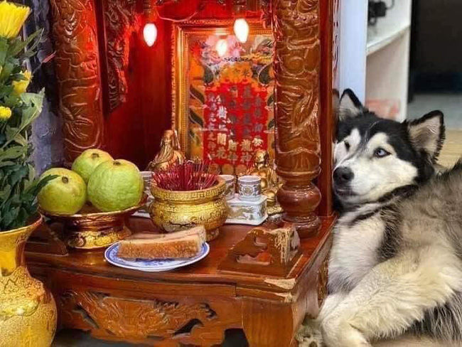 Chú Husky dùng cả thanh xuân để ăn khổ qua, khước từ “sơn hào hải vị