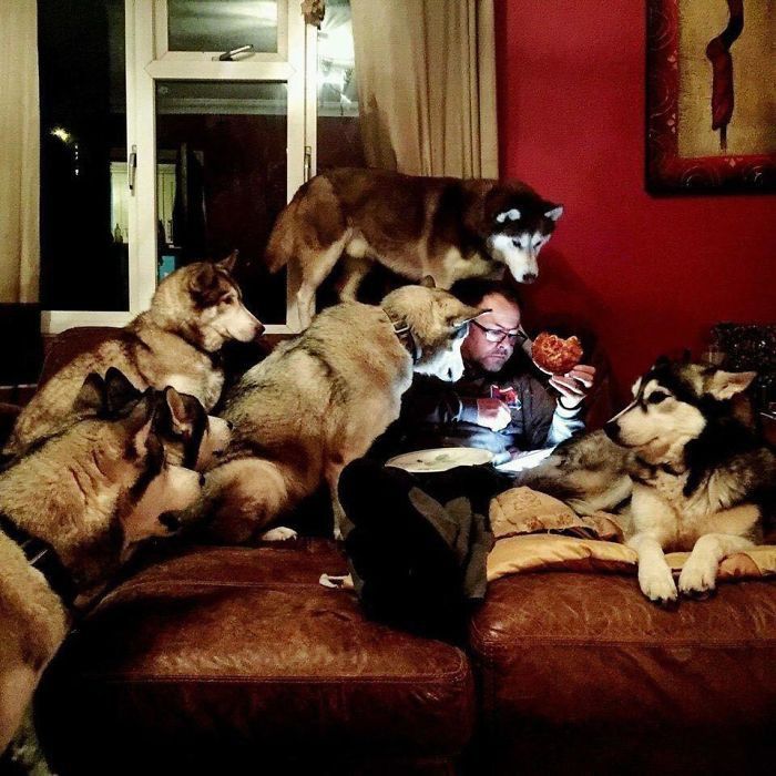 Chú husky chầu chực bên ông Thần Tài vì miếng thịt: Cho con miếng đi