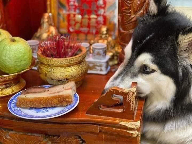 Chú Husky dùng cả thanh xuân để ăn khổ qua, khước từ “sơn hào hải vị