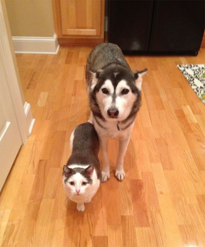 Chú husky chầu chực bên ông Thần Tài vì miếng thịt: Cho con miếng đi