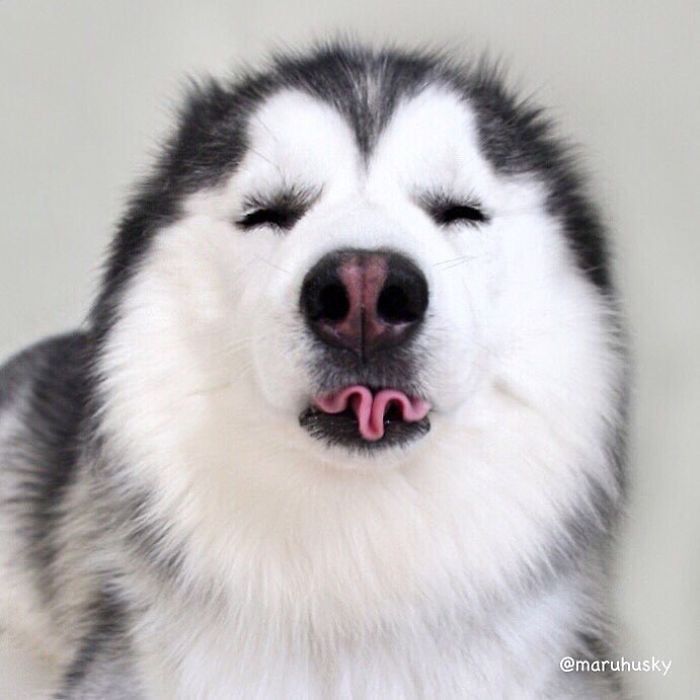 Chú husky chầu chực bên ông Thần Tài vì miếng thịt: Cho con miếng đi