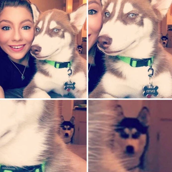 Chú husky chầu chực bên ông Thần Tài vì miếng thịt: Cho con miếng đi