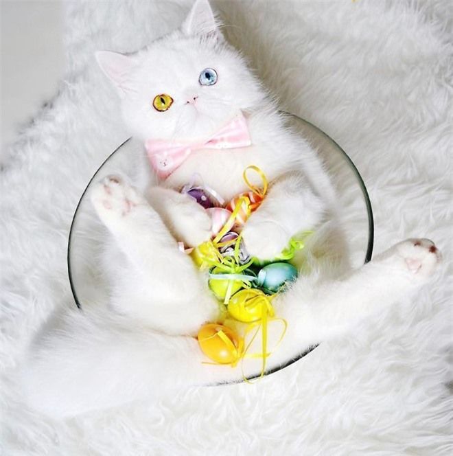 Chú mèo bị chủ hắt hủi vì sở hữu cặp mắt 2 màu độc lạ khó tả