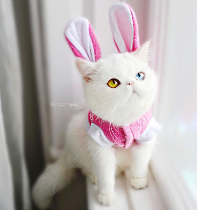 Chú mèo bị chủ hắt hủi vì sở hữu cặp mắt 2 màu độc lạ khó tả
