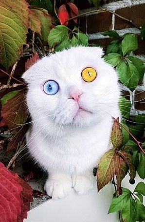 Chú mèo bị chủ hắt hủi vì sở hữu cặp mắt 2 màu độc lạ khó tả