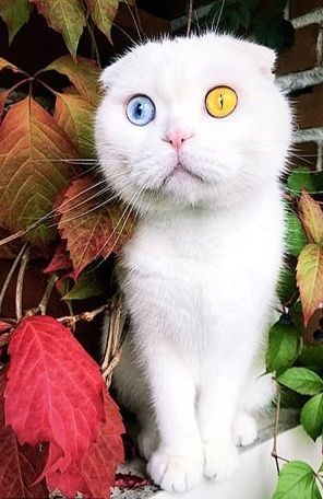 Chú mèo bị chủ hắt hủi vì sở hữu cặp mắt 2 màu độc lạ khó tả