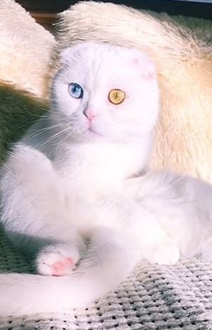 Chú mèo bị chủ hắt hủi vì sở hữu cặp mắt 2 màu độc lạ khó tả