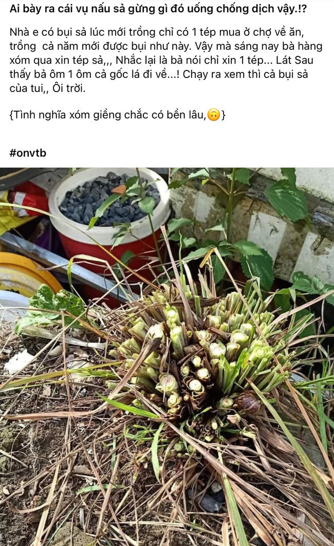 Hàng xóm xin 1 tép sả nhưng cắt cả bụi để nấu sả gừng uống chống dịch
