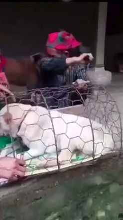Cụ bà mếu máo khi phải rời xa chó cưng: Thương quá, mà bà khổ quá