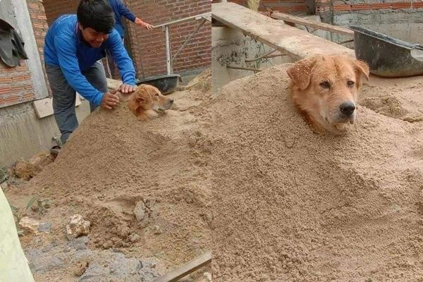 Cười xỉu với chú chó ăn xin giữa phố: Cho tiền chẵn mới lấy à nghen!