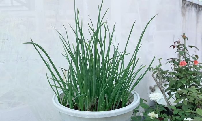 Dịch không làm gì thì trồng hành đi: Trồng 1 lần thu hoạch quanh năm