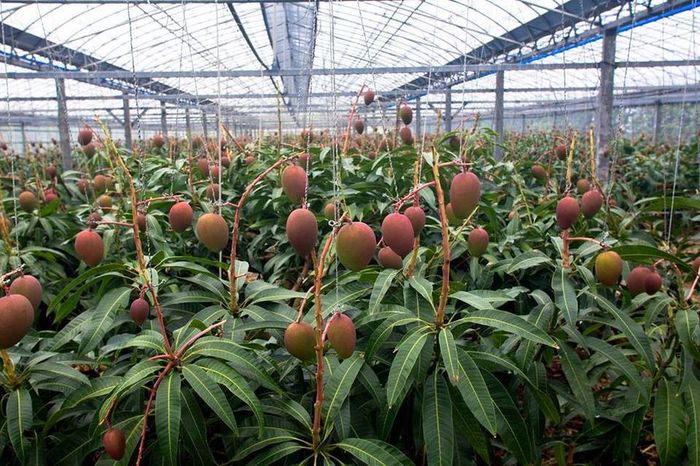 Vườn xoài cao hơn 1m nhưng quả nhiều gấp 8, chủ phải làm giàn treo