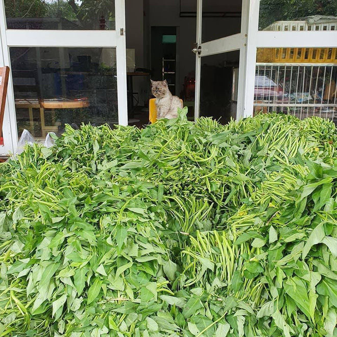 Sạp rau từ thiện ế sưng ế xỉa: zoom cận cảnh mới phát hiện lý do