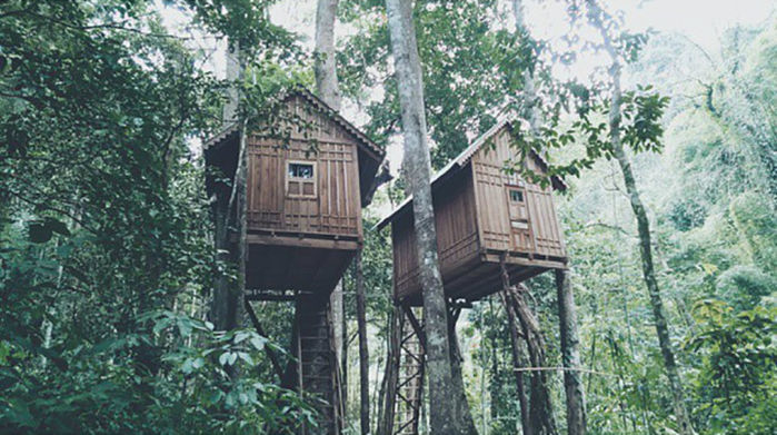 Những ngôi nhà được xây trên cây: không chill phết không lấy tiền