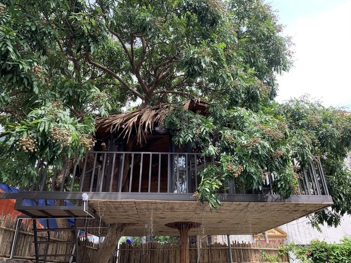 Những ngôi nhà được xây trên cây: không chill phết không lấy tiền