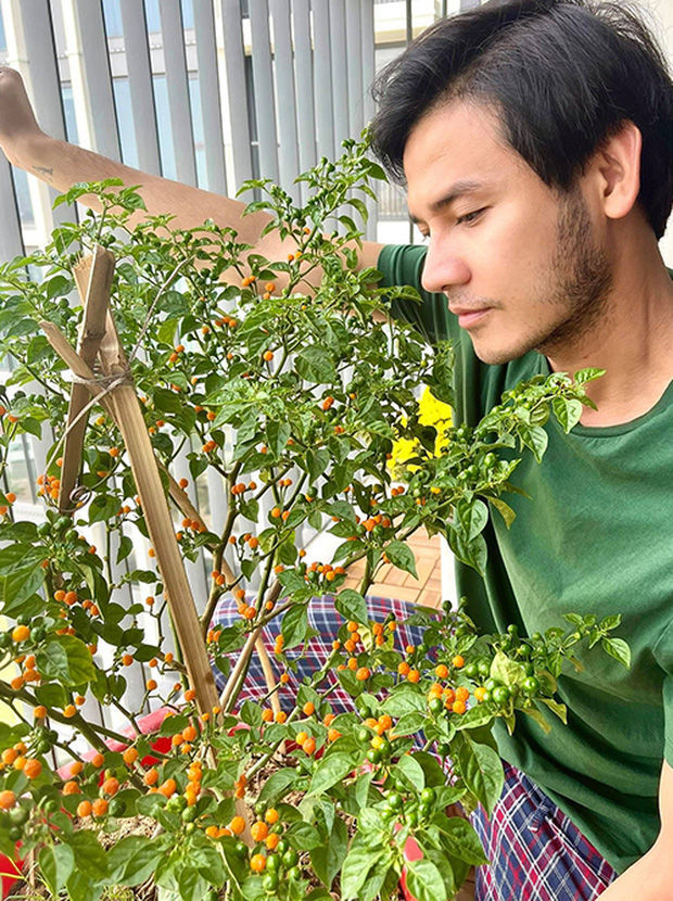 Làm giàu không khó: Sao Việt nô nức trồng cây ớt 500 triệu/kg