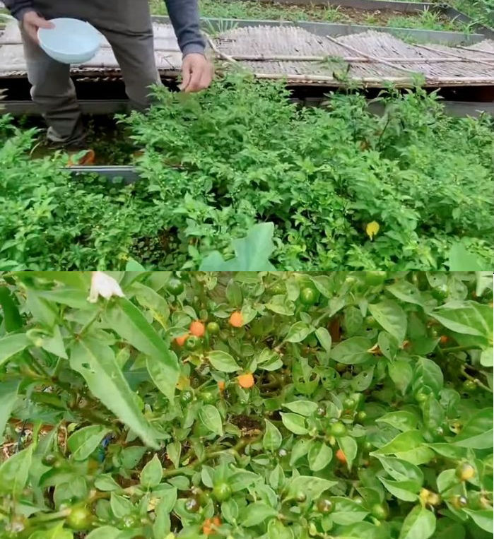 Làm giàu không khó: Sao Việt nô nức trồng cây ớt 500 triệu/kg