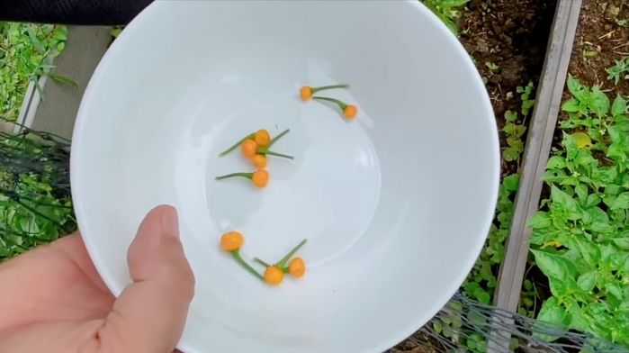 Đã giàu nay còn giàu hơn: Lý Hải thu hoạch ớt 500 triệu đồng/kg