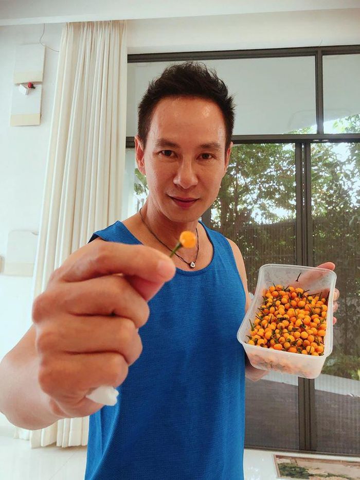 Đã giàu nay còn giàu hơn: Lý Hải thu hoạch ớt 500 triệu đồng/kg
