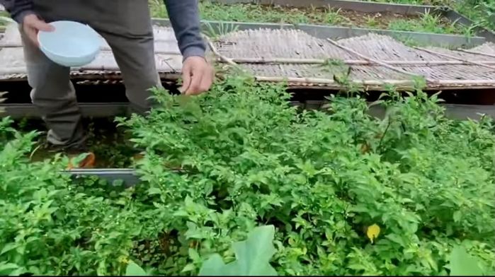 Đã giàu nay còn giàu hơn: Lý Hải thu hoạch ớt 500 triệu đồng/kg