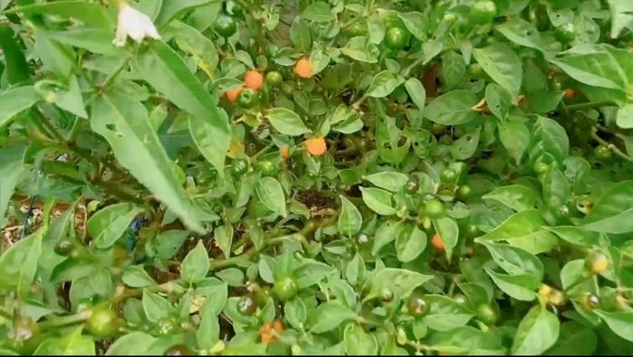 Đã giàu nay còn giàu hơn: Lý Hải thu hoạch ớt 500 triệu đồng/kg