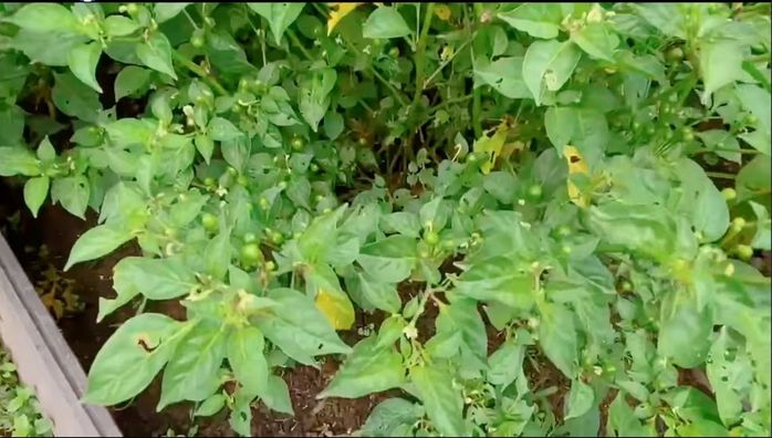 Đã giàu nay còn giàu hơn: Lý Hải thu hoạch ớt 500 triệu đồng/kg