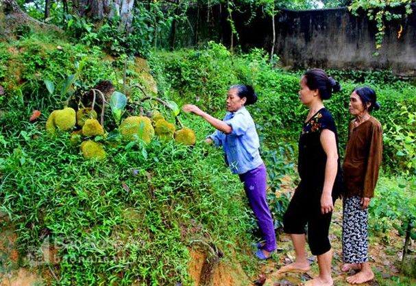 Những trái cây nghị lực nhất Việt Nam: truy cùng diệt tận vẫn sai trái