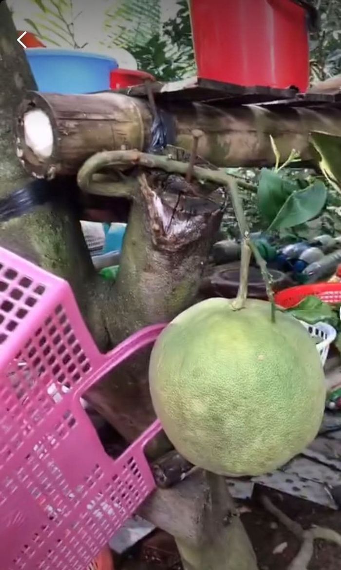 Những trái cây nghị lực nhất Việt Nam: truy cùng diệt tận vẫn sai trái