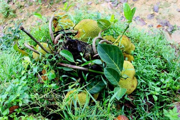 Những trái cây nghị lực nhất Việt Nam: truy cùng diệt tận vẫn sai trái