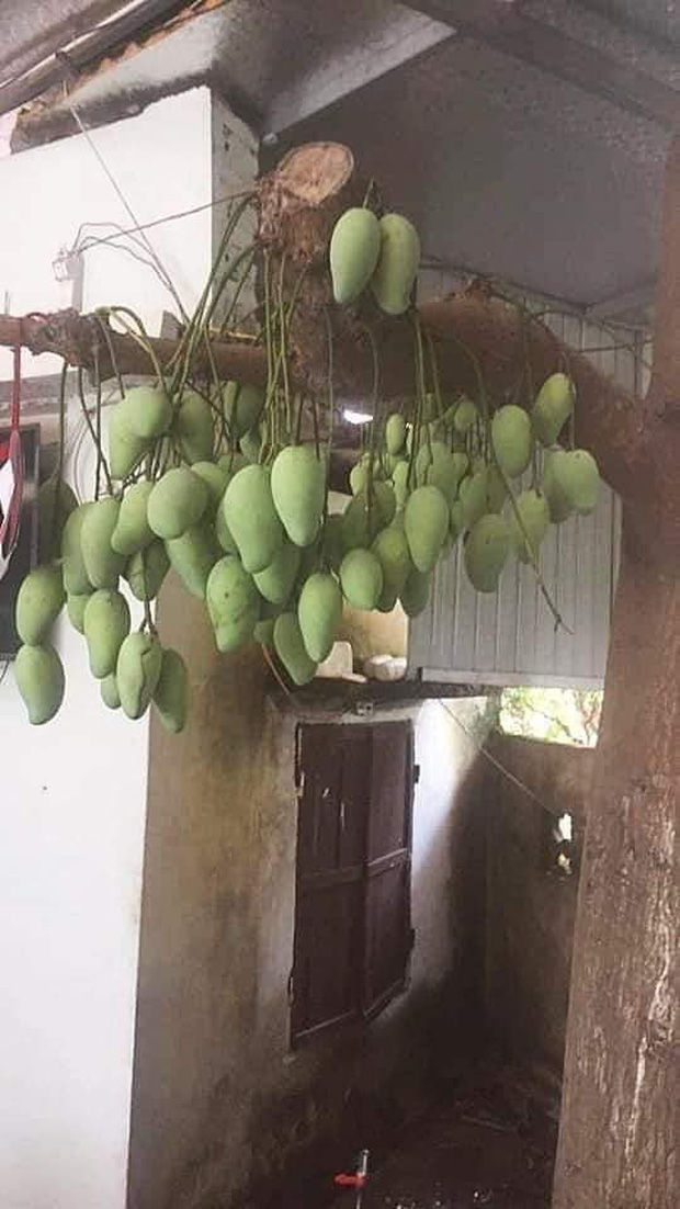 Những cây xoài kì lạ nhất Việt Nam: Sum sê trái dù bị chặt hết tán