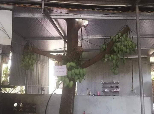 Những cây xoài kì lạ nhất Việt Nam: Sum sê trái dù bị chặt hết tán