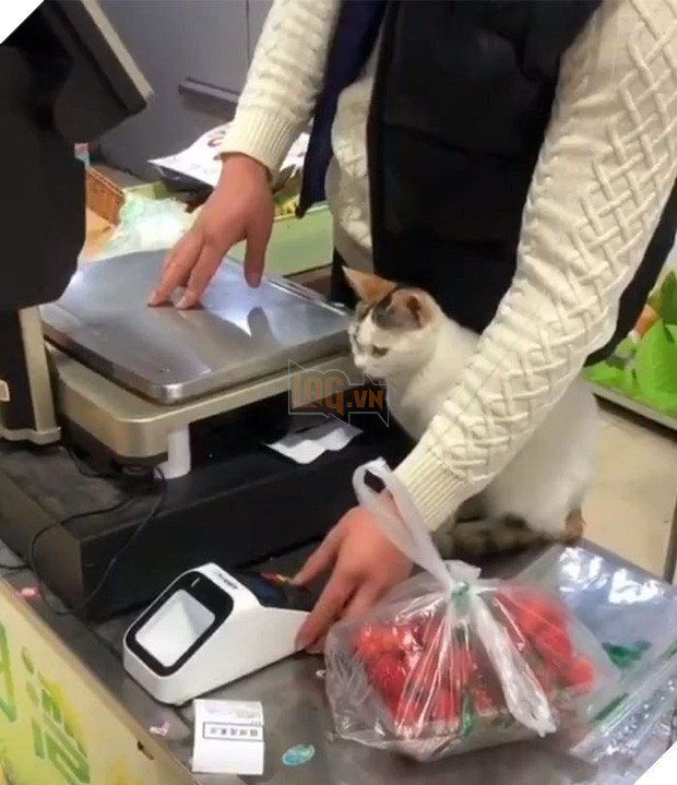 Những chú boss chăm chỉ, ngồi trông hàng mà thần thái như ông chủ