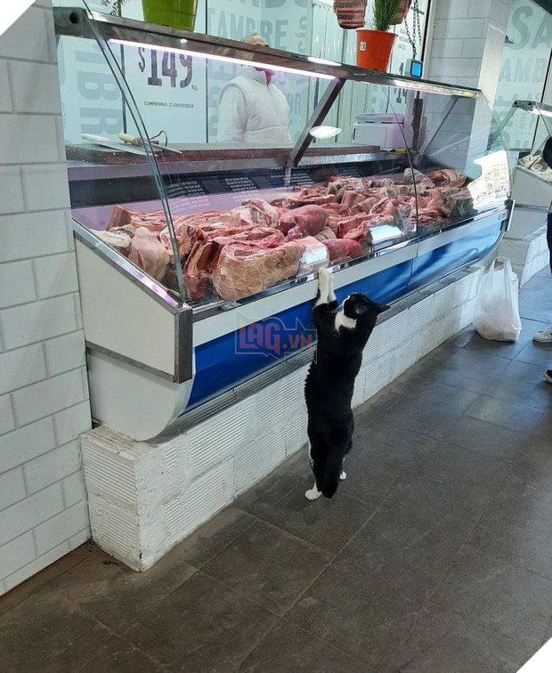 Những chú boss chăm chỉ, ngồi trông hàng mà thần thái như ông chủ