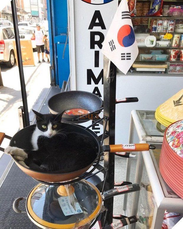 Những chú boss chăm chỉ, ngồi trông hàng mà thần thái như ông chủ