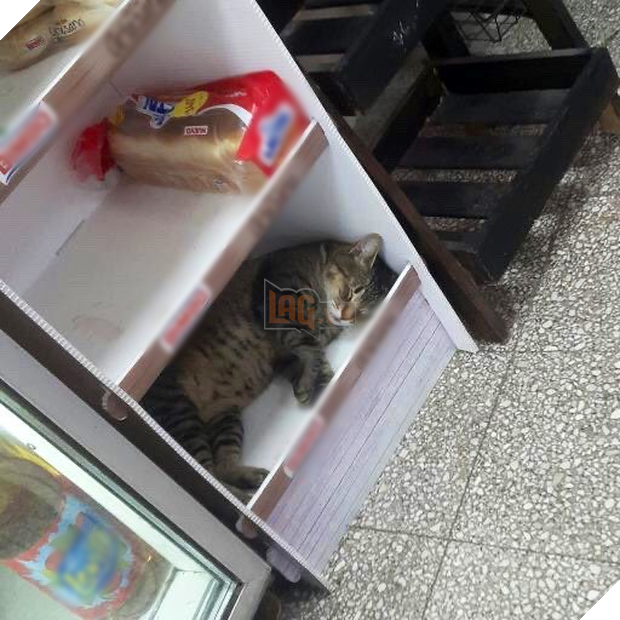 Những chú boss chăm chỉ, ngồi trông hàng mà thần thái như ông chủ